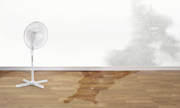 Best Basement water damage restoration  in Kalifornsky, AK